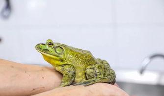 牛蛙饲养爆料视频教程图片,揭秘视频教程与图片解析  第1张